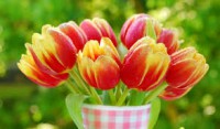 Kleine tulpen